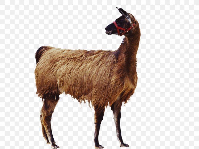 Goat Llama Alpaca Icon, PNG, 1772x1325px, Goat, Alpaca, Camel Like Mammal, Cow Goat Family, Fur Download Free