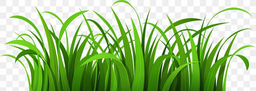 Green Grass Background, PNG, 5630x2007px, Lawn, Chives, Document, Flower, Fodder Download Free