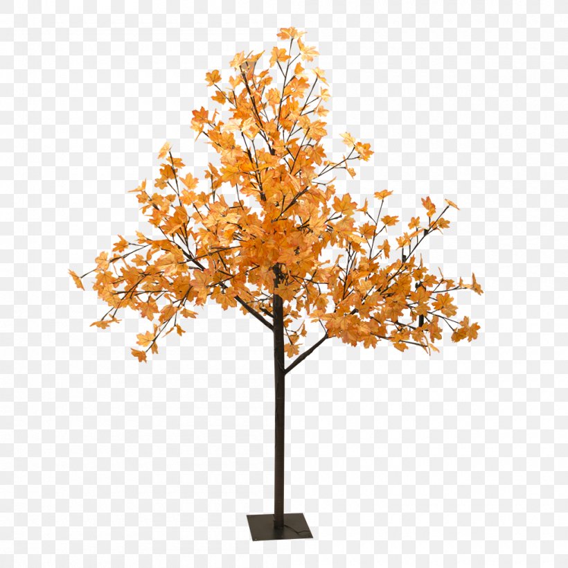 Tree Light Red Maple Sugar Maple Woody Plant, PNG, 1000x1000px, Tree, Branch, Leaf, Light, Lightemitting Diode Download Free