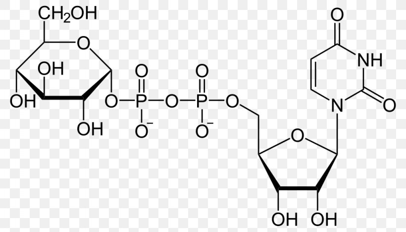 Uridine Diphosphate Glucose Uridine Monophosphate Uridine Triphosphate, PNG, 1024x585px, Watercolor, Cartoon, Flower, Frame, Heart Download Free