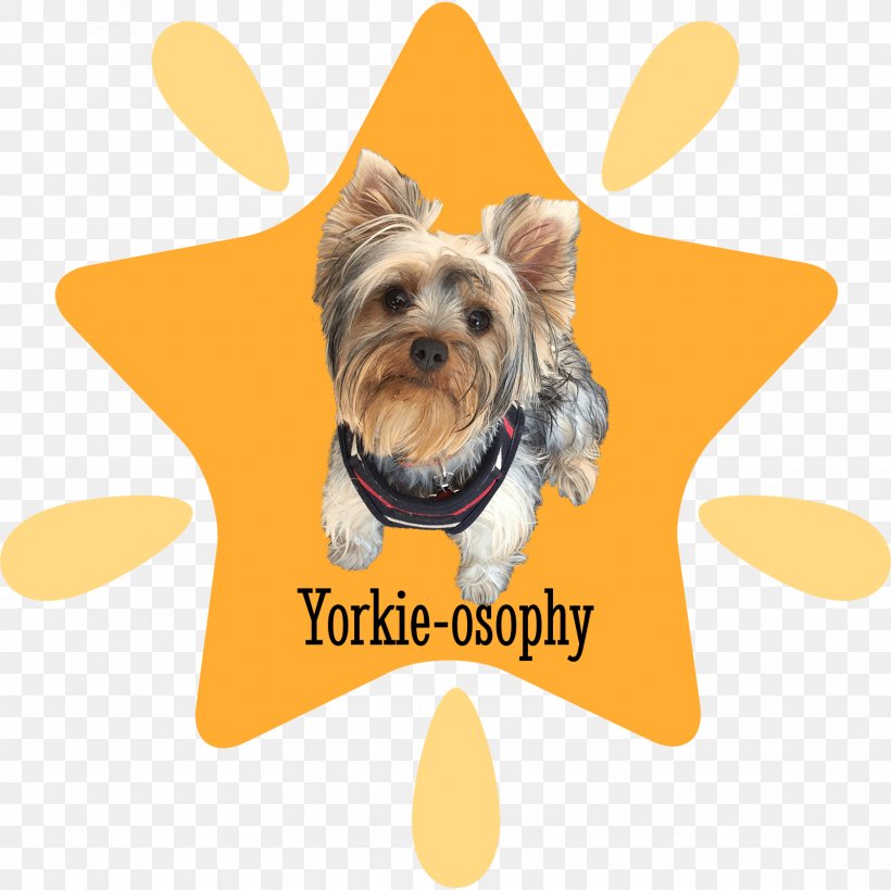 Your Yorkshire Terrier Puppy Dog Breed, PNG, 1600x1600px, Yorkshire Terrier, Animal, Breed, Canidae, Carnivora Download Free