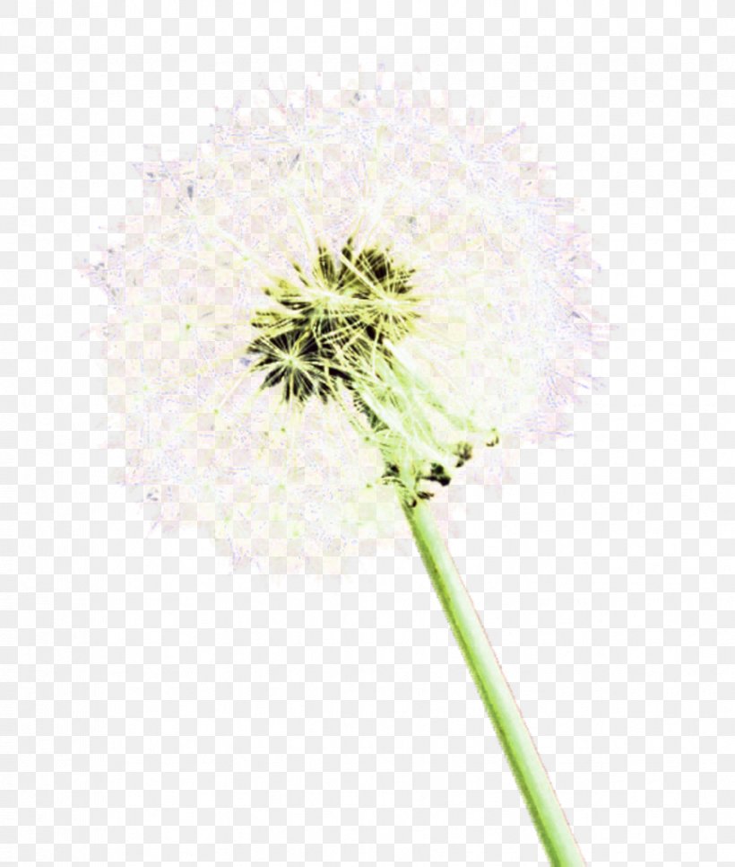 Cut Flowers Plant Stem Flowering Plant, PNG, 869x1024px, Flower, Cut Flowers, Dandelion, Flowering Plant, Petal Download Free