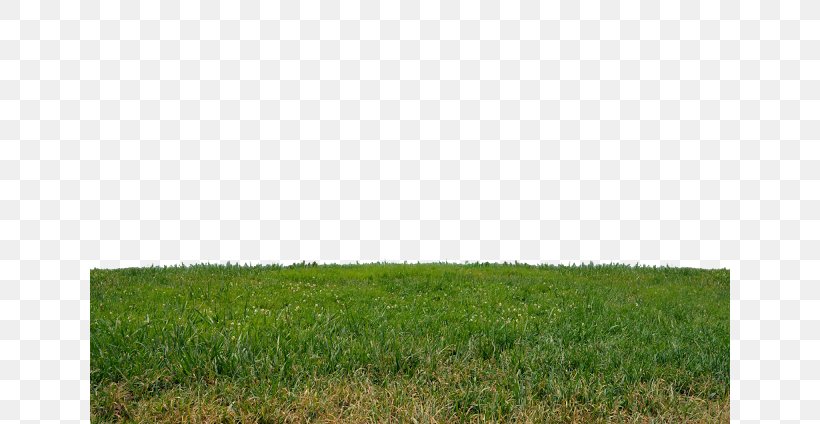 Lawn Grasses Steppe Land Lot Grassland, PNG, 640x424px, Lawn, Agriculture, Crop, Ecoregion, Ecosystem Download Free