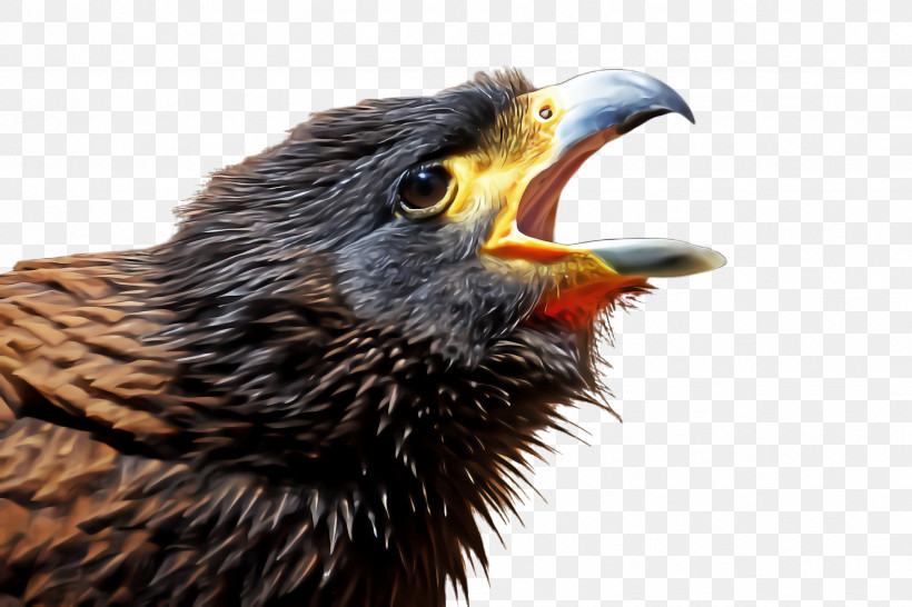 Bird Beak European Starling Cuckoo Eagle, PNG, 2448x1632px, Bird, Beak, Blackbird, Cuckoo, Eagle Download Free