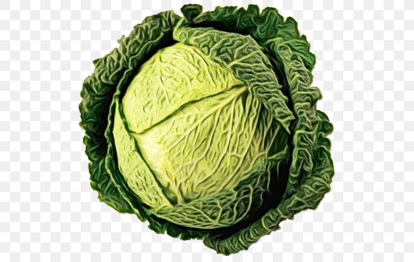 Cabbage Savoy Cabbage Vegetable Leaf Cruciferous Vegetables, PNG, 521x519px, Watercolor, Cabbage, Cruciferous Vegetables, Food, Leaf Download Free