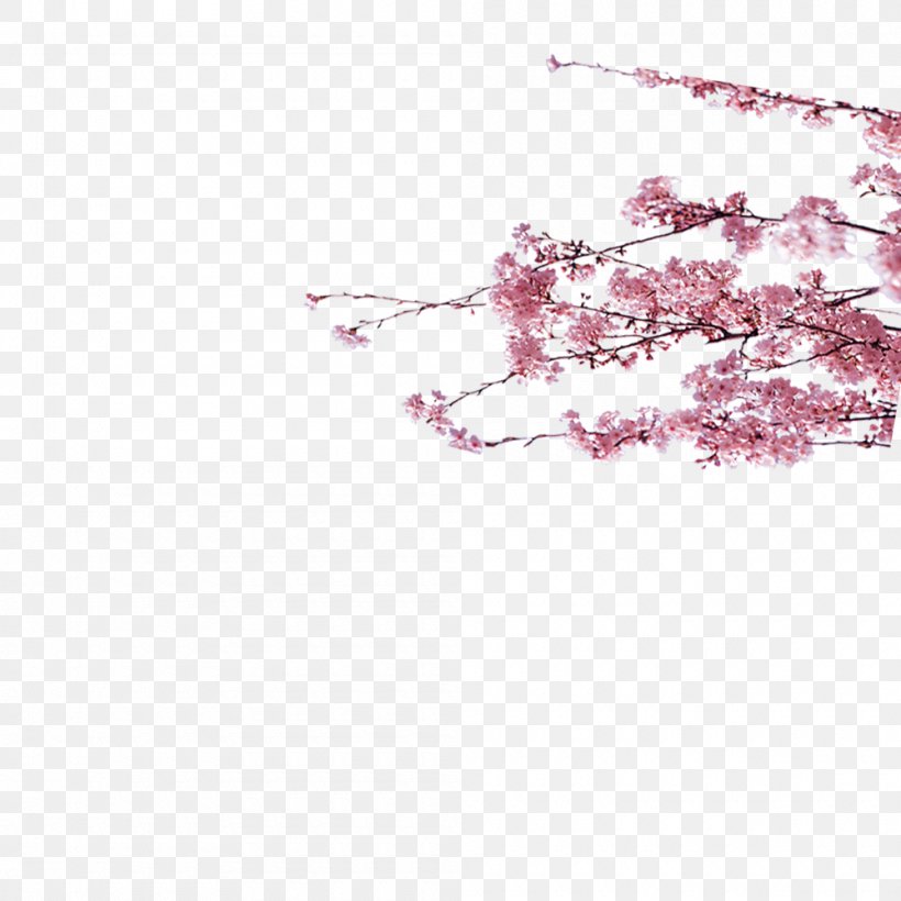 Cherry Blossom Plum Blossom Euclidean Vector, PNG, 1000x1000px, Cherry Blossom, Blossom, Body Jewelry, Branch, Cherry Download Free