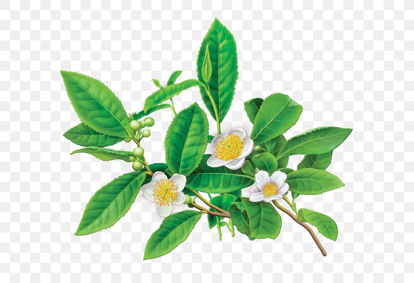 Green Tea Organic Food Tea Bag Herbal Tea, PNG, 600x560px, Tea, Bag, Caffeine, Camellia Sinensis, Decaffeination Download Free