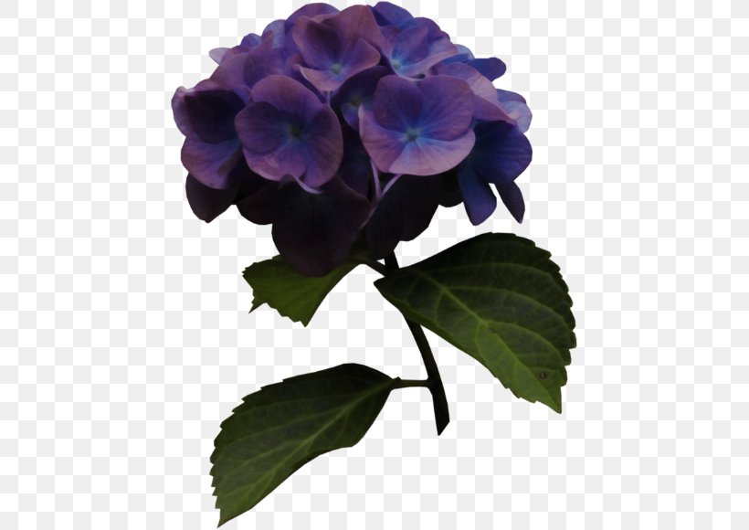 Hydrangea Blue, PNG, 447x580px, Hydrangea, Blue, Color, Cornales, Cut Flowers Download Free