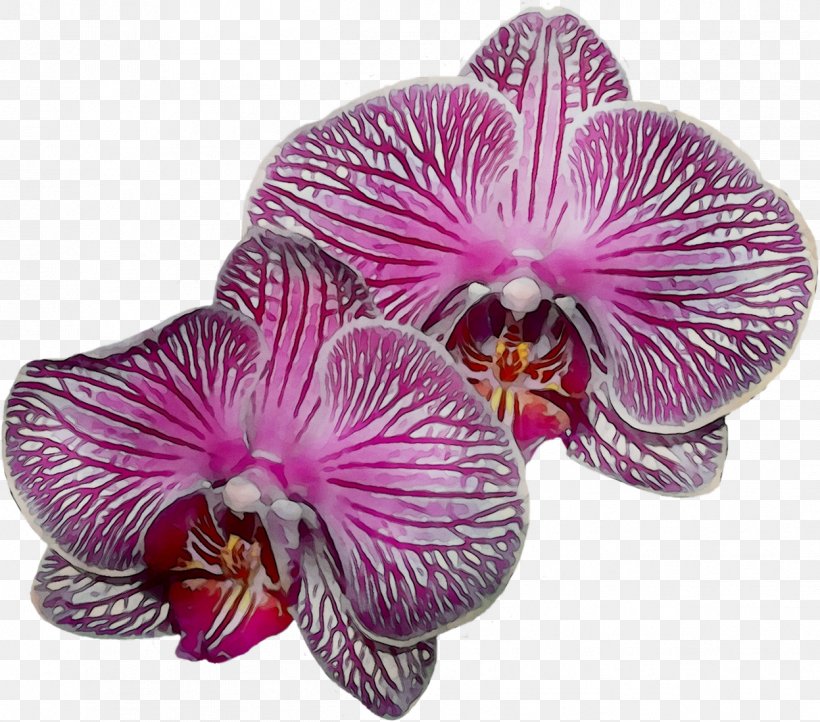 Moth Orchids Pink M, PNG, 1247x1098px, Moth Orchids, Cattleya, Dendrobium, Flower, Flowering Plant Download Free
