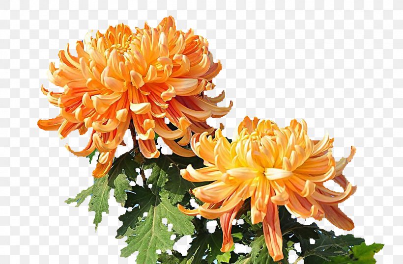 Chrysanthemum Indicum Yellow Raster Graphics, PNG, 1024x673px, Chrysanthemum Indicum, Chrysanthemum, Chrysanths, Cut Flowers, Dahlia Download Free