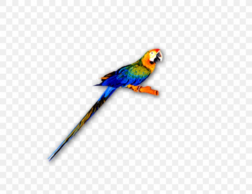Macaw Lories And Lorikeets Feather Parakeet Beak, PNG, 1000x771px, Macaw, Beak, Bird, Common Pet Parakeet, Fauna Download Free