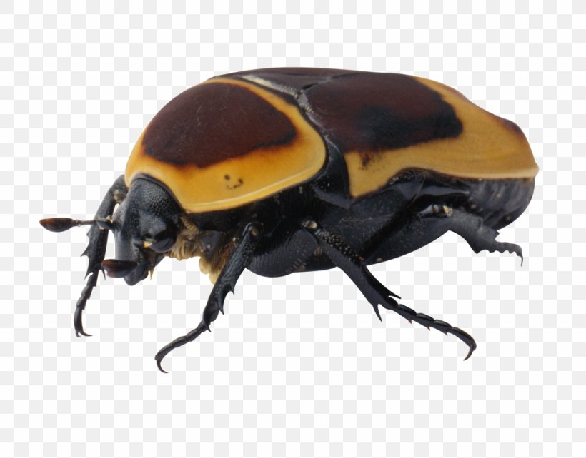 Beetle Clip Art, PNG, 1024x802px, Beetle, Arthropod, Clipping, Clipping Path, Dung Beetle Download Free