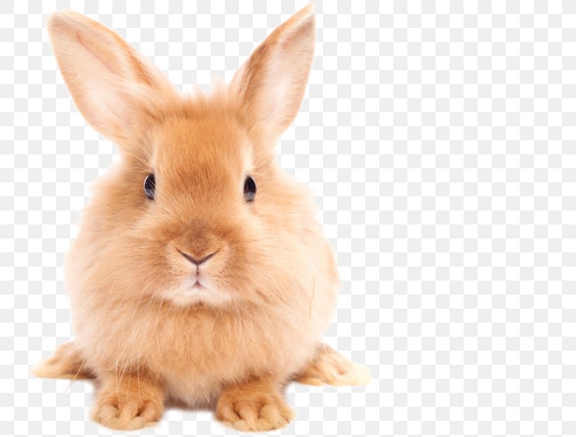 Easter Bunny Domestic Rabbit Clip Art, PNG, 787x623px, Easter Bunny, Display Resolution, Domestic Rabbit, Hare, Image Resolution Download Free