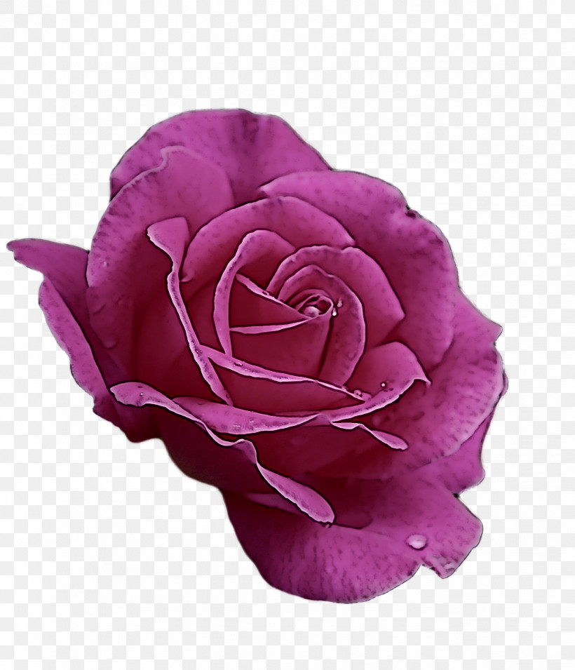 Garden Roses, PNG, 1429x1666px, Garden Roses, Cabbage Rose, Cut Flowers, Floribunda, Flower Download Free
