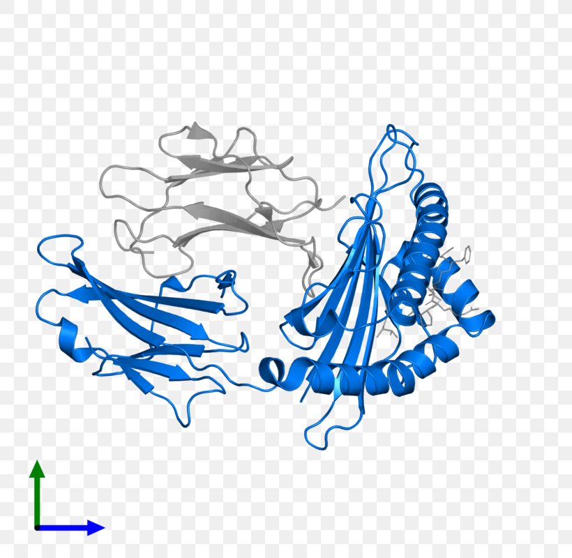 MAGEA4 Human Leukocyte Antigen HLA-A*02 Protein, PNG, 800x800px, Watercolor, Cartoon, Flower, Frame, Heart Download Free