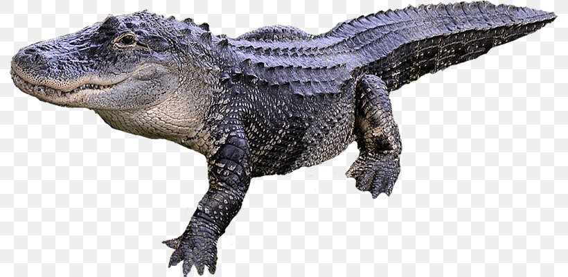 Alligator Crocodile, PNG, 792x400px, Crocodile, Alligator, American Alligator, Chinese Alligator, Crocodilia Download Free