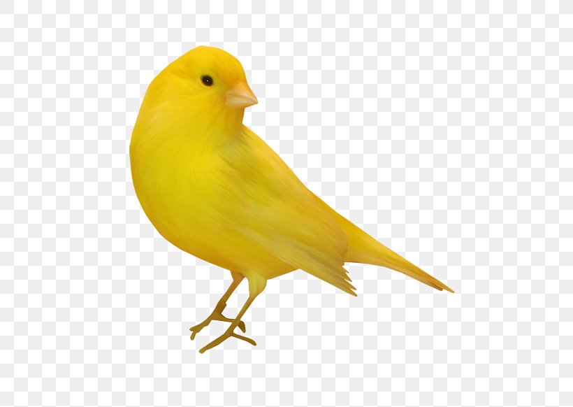 Domestic Canary Bird Clip Art, PNG, 600x582px, Domestic Canary, Albatross, American Sparrows, Atlantic Canary, Beak Download Free