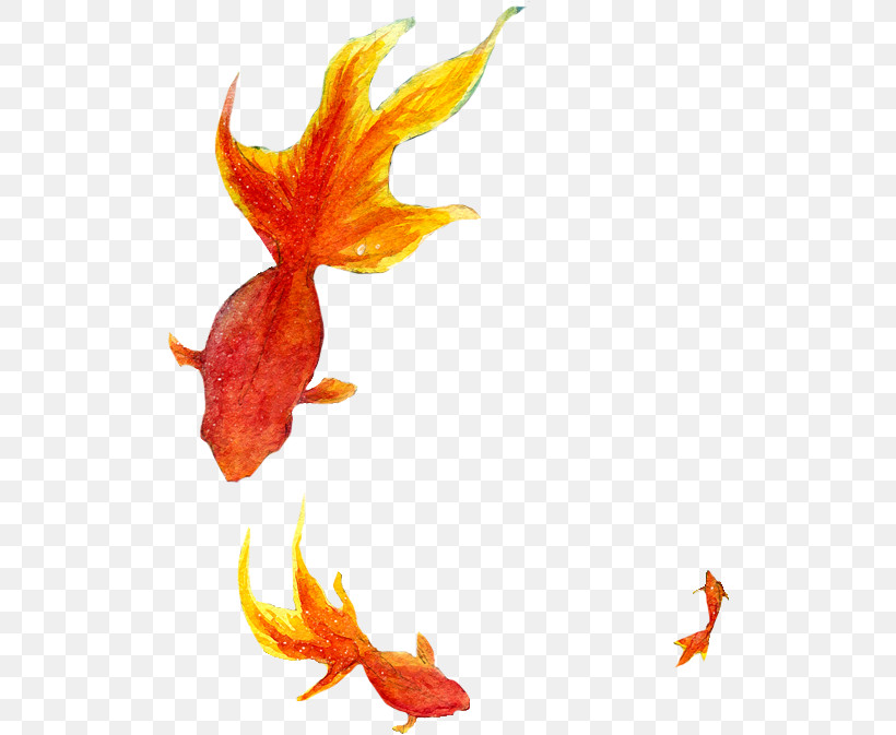 Orange, PNG, 515x673px, Orange, Goldfish, Plant Download Free