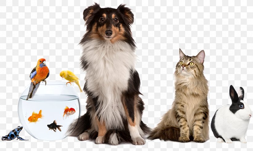 Pet Sitting Dog Cat Pet & Animal Expo, PNG, 837x500px, Pet Sitting, Apartment, Cat, Cat Like Mammal, Companion Dog Download Free