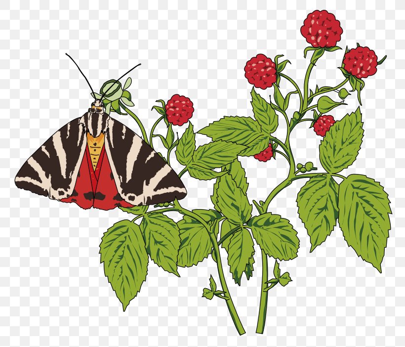 Butterfly Papillon Dog Insect Clip Art, PNG, 800x702px, Butterfly, Brush Footed Butterfly, Butterflies And Moths, Drawing, Euplagia Quadripunctaria Download Free