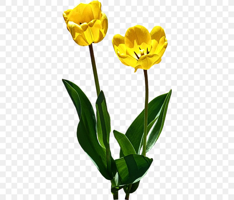 Cut Flowers Yellow Tulipa Greigii Red, PNG, 385x700px, Flower, Art, Com, Cut Flowers, Flowering Plant Download Free