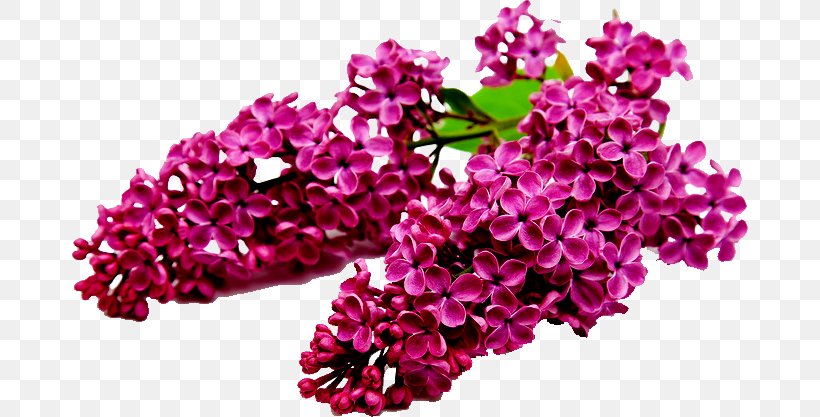 Lilac Shrub Flower Seed Tree, PNG, 677x417px, Lilac, Common Lilac, Cut Flowers, Flower, Flower Garden Download Free