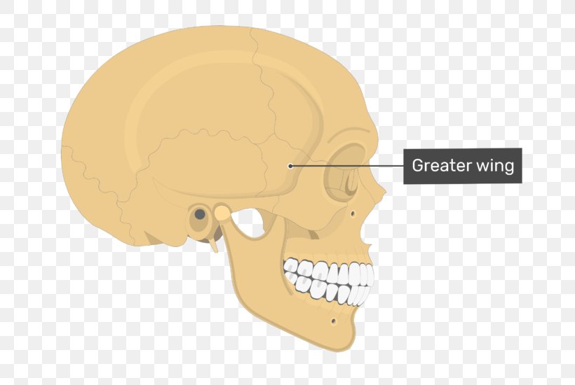 Parietal Bone Skull Anatomy Temporal Line, PNG, 698x550px, Watercolor, Cartoon, Flower, Frame, Heart Download Free