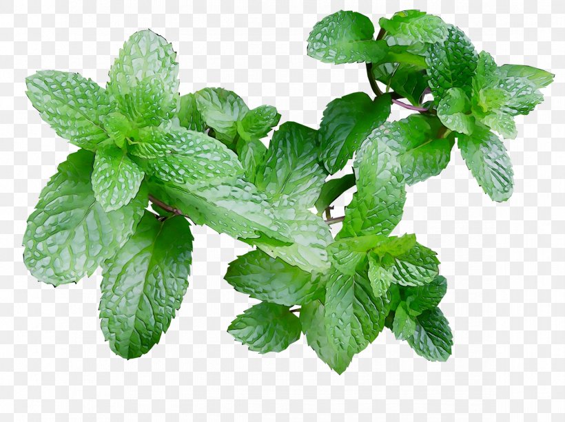 Peppermint Flavor Spearmint Mojito Electronic Cigarette Aerosol And Liquid, PNG, 2341x1751px, Peppermint, Apple Mint, Cigarette, Cocktail, Coriander Download Free