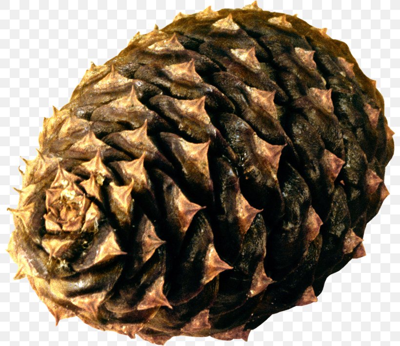 Conifer Cone Pine Clip Art Image, PNG, 800x710px, Conifer Cone, Conifers, Digital Image, Fir, Image File Formats Download Free