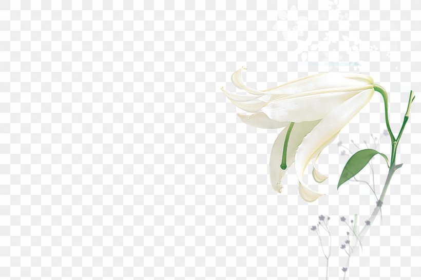 White Color Light Clip Art, PNG, 1600x1067px, White, Color, Cut Flowers, Drawing, Flora Download Free