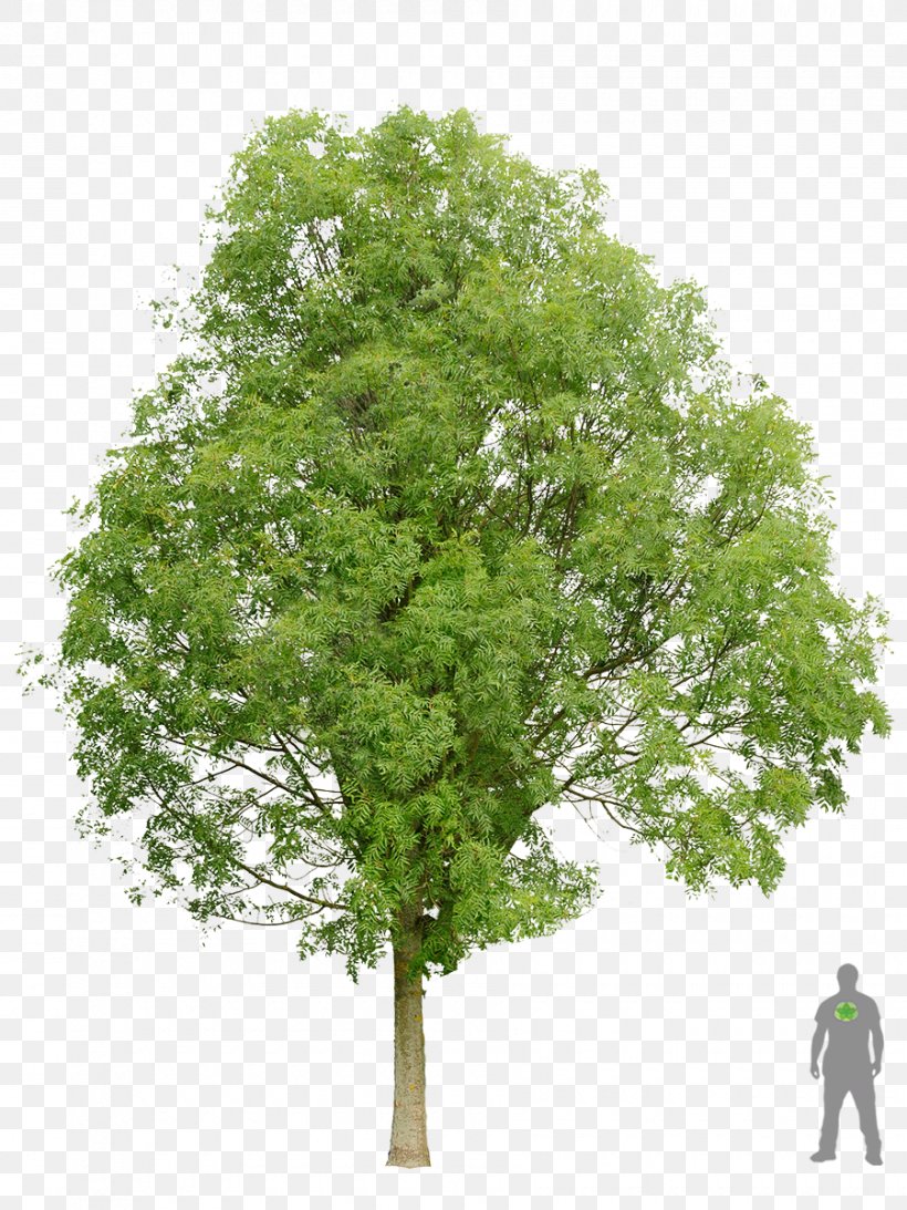 Acer Ginnala Sycamore Maple Sugar Maple Norway Maple Tree, PNG, 900x1200px, Acer Ginnala, Bark, Branch, Deciduous, Forest Download Free