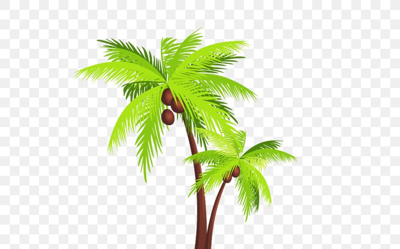 Coconut Arecaceae Tree Clip Art, PNG, 567x510px, Coconut, Arecaceae, Arecales, Branch, Cartoon Download Free