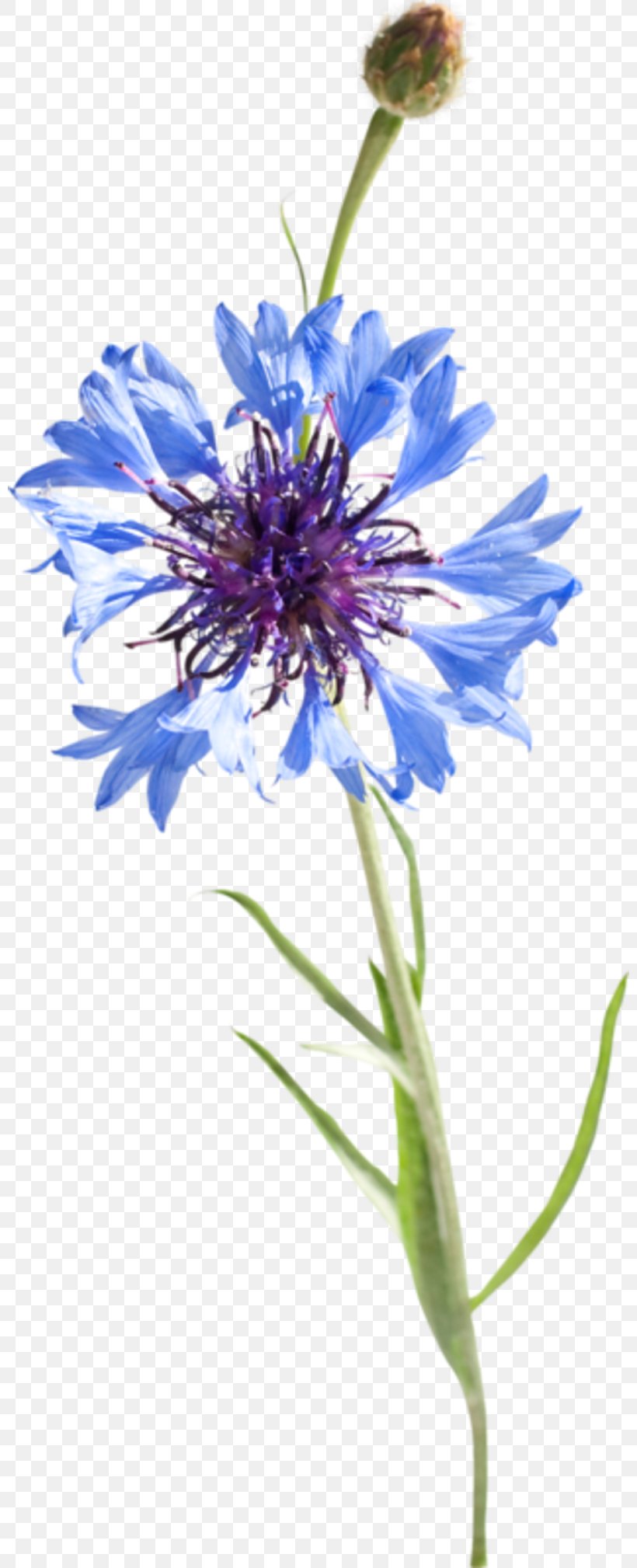 Cornflower Blue Watercolor Painting Drawing, PNG, 800x2018px, Cornflower, Annual Plant, Aster, Bleuviolet, Blue Download Free