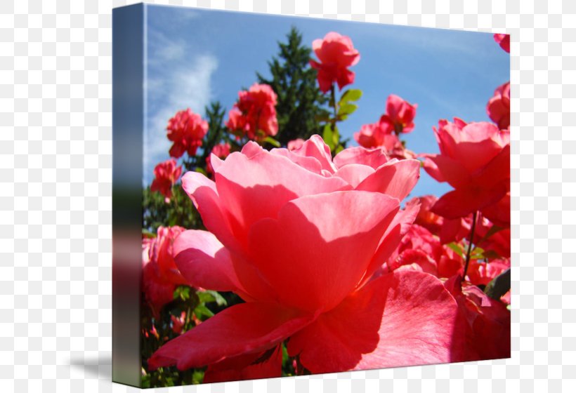 Garden Roses Cabbage Rose Floribunda Cut Flowers, PNG, 650x560px, Garden Roses, Annual Plant, Azalea, Begonia, Blossom Download Free