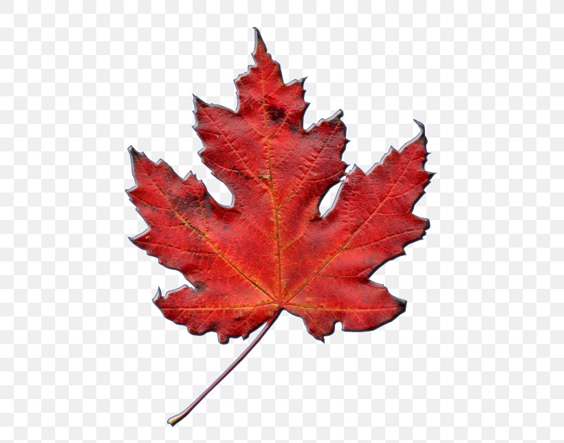 Maple Leaf National Symbols Of Canada Watertown Community Church, PNG, 591x644px, Maple Leaf, Autumn, Canada, Leaf, National Symbols Of Canada Download Free