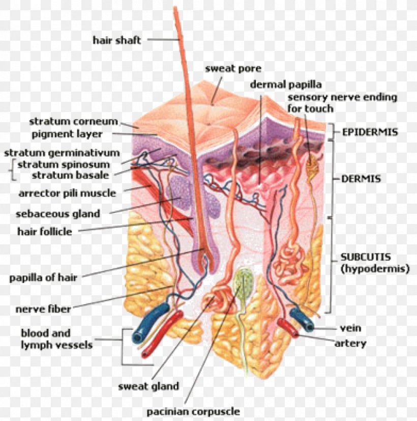 Subcutaneous Tissue Superficial Fascia Integumentary System Skin, PNG, 1058x1068px, Watercolor, Cartoon, Flower, Frame, Heart Download Free