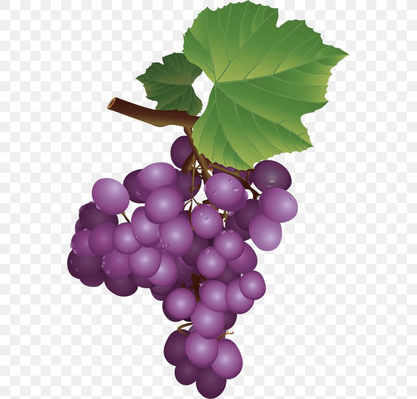 Sultana Grapevines Zante Currant Seedless Fruit, PNG, 555x786px, Sultana, Digital Image, Drawing, Flowering Plant, Food Download Free