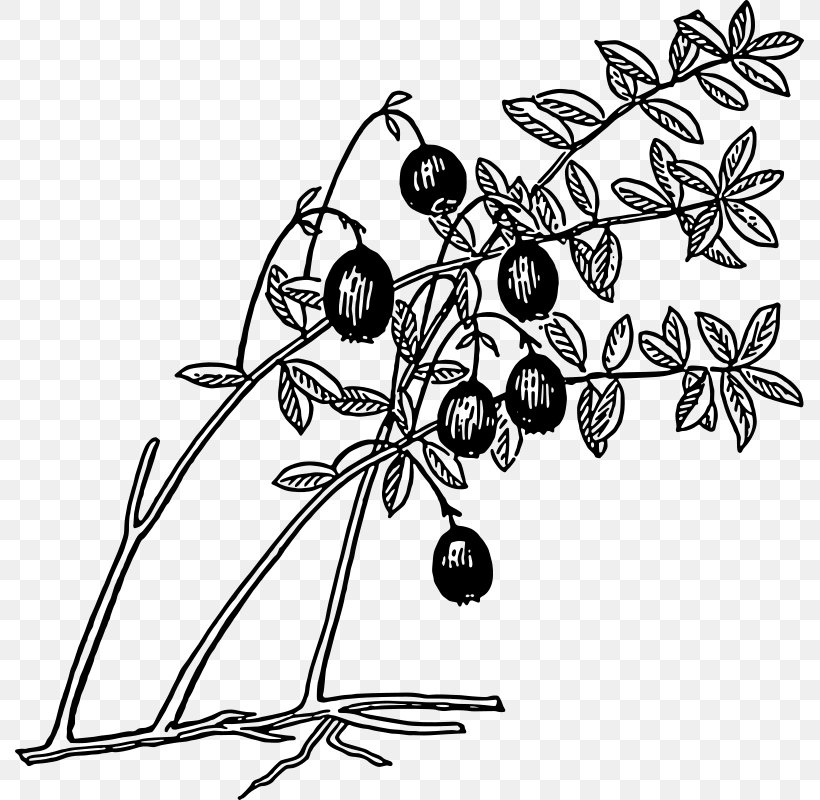 Cranberry Juice Blueberry Lingonberry Clip Art, PNG, 789x800px, Cranberry Juice, Berry, Black And White, Blueberries, Blueberry Download Free