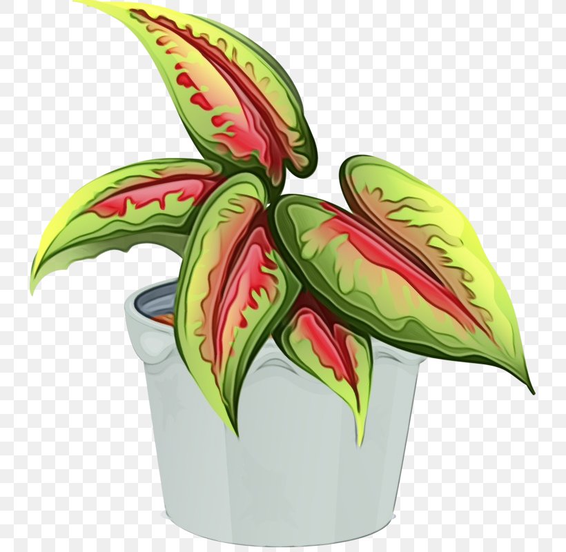 Watercolor Flower Background, PNG, 733x800px, Watercolor, Anthurium, Carnivorous Plant, Flower, Flowerpot Download Free
