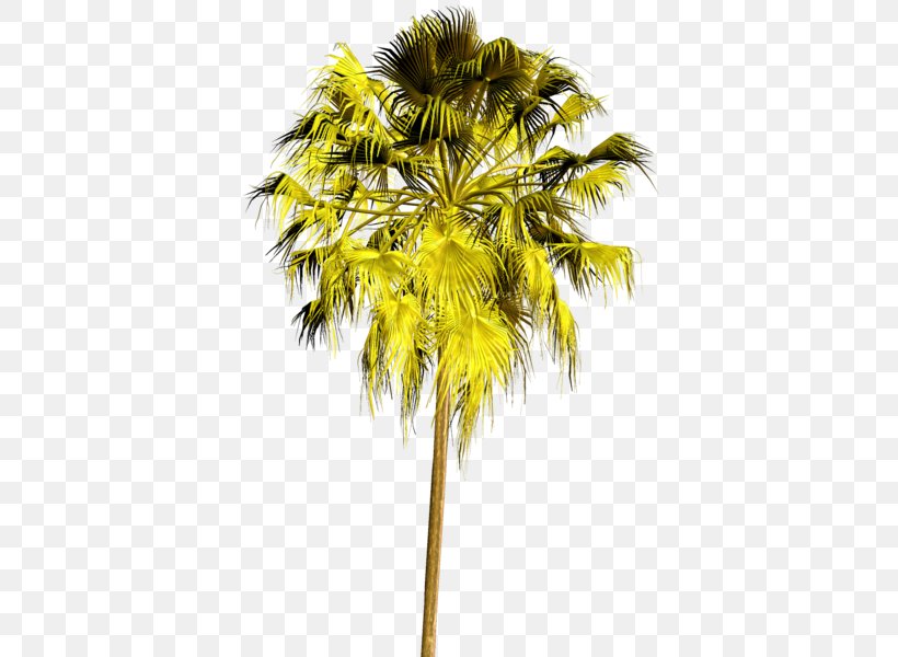 Asian Palmyra Palm Tree Arecaceae Plant Clip Art, PNG, 429x600px, 27 November, Asian Palmyra Palm, Advertising, Arecaceae, Arecales Download Free
