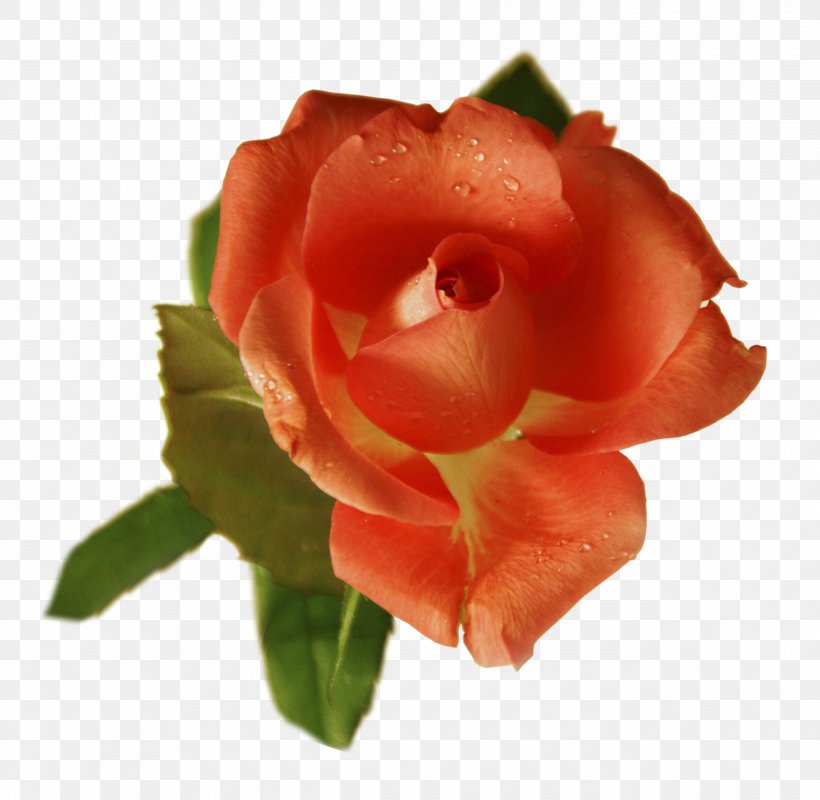 Flower Garden Roses Petal Centifolia Roses, PNG, 2532x2472px, Flower, Centifolia Roses, China Rose, Close Up, Cut Flowers Download Free
