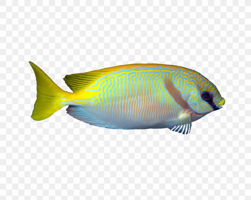 Rabbitfish Coral Reef Fish Blue-green Chromis Aquarium, PNG, 1424x1136px, Rabbitfish, Aquarium, Aquatic Animal, Banggai Cardinalfish, Chromis Download Free