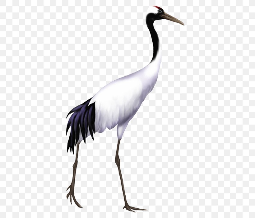 Red-crowned Crane Bird, PNG, 700x700px, Crane, Beak, Bird, Ciconiiformes, Common Crane Download Free