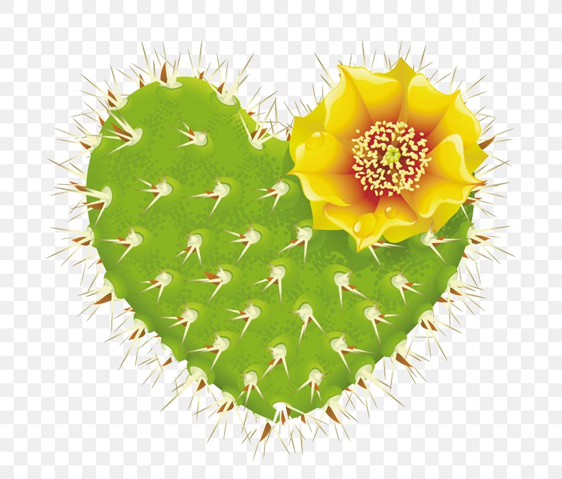 Cactaceae Thorns, Spines, And Prickles Shape Heart Barbary Fig, PNG, 700x700px, Cactaceae, Barbary Fig, Cactus, Caryophyllales, Eastern Prickly Pear Download Free