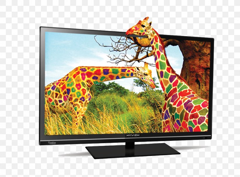 Giraffe Color Desktop Wallpaper Display Resolution, PNG, 1024x759px, Giraffe, Color, Color Image, Computer Monitor, Display Device Download Free