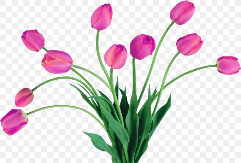 Netherlands Tulip Flower Clip Art, PNG, 1280x871px, Netherlands, Autumn, Bud, Bulb, Cut Flowers Download Free