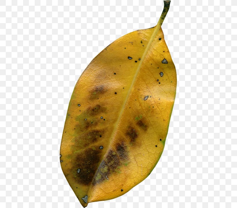 Leaf Autumn Image File Formats, PNG, 407x720px, Leaf, Autumn, Autumn Leaf Color, Fruit, Image File Formats Download Free