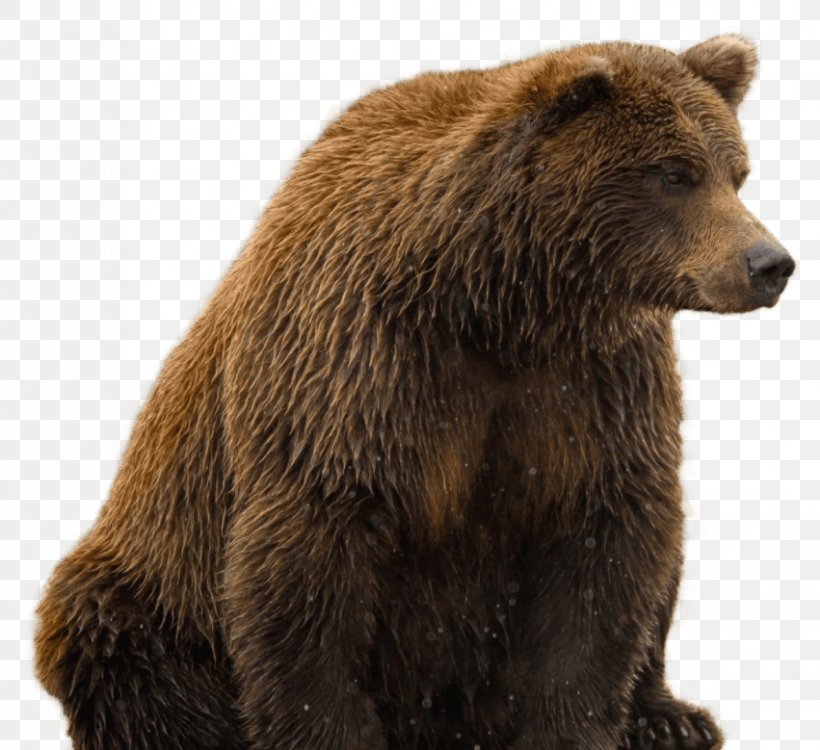 Polar Bear American Black Bear, PNG, 851x779px, Bear, Alaska Peninsula Brown Bear, American Black Bear, Brown Bear, Carnivoran Download Free