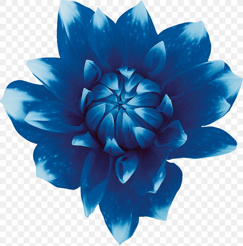 Sweet Blue Flowers Sweet Blue Flowers Red, PNG, 1083x1095px, Blue, Aqua, Cut Flowers, Flower, Flowering Plant Download Free