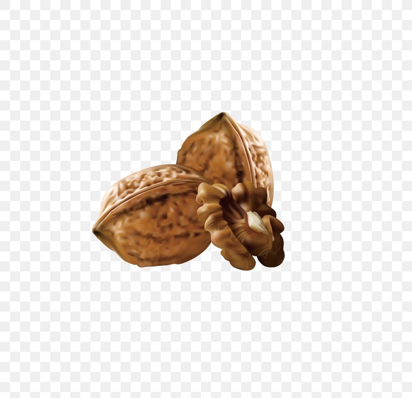 Walnut Euclidean Vector Clip Art, PNG, 612x792px, Walnut, Cdr, Commodity, Food, Fruit Download Free